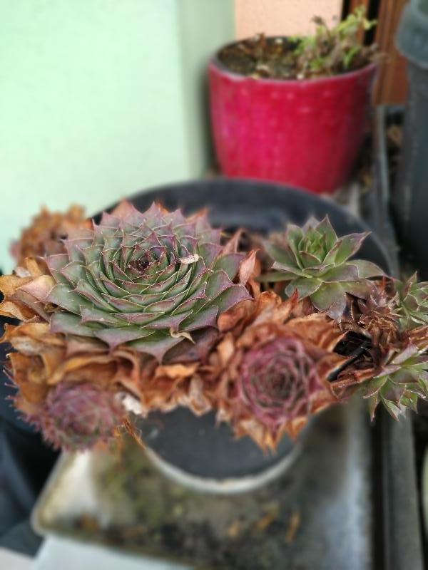 Sempervivum.jpg